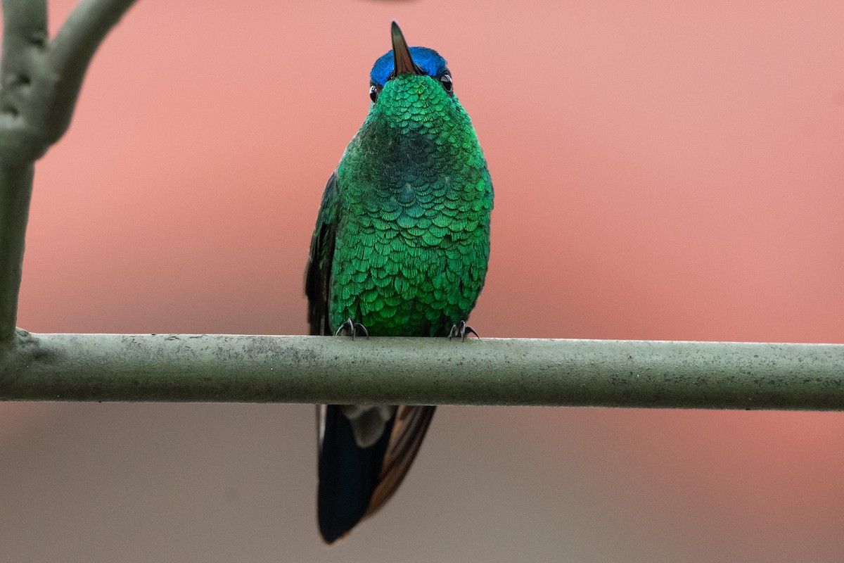 indigokronekolibri - ML647122960