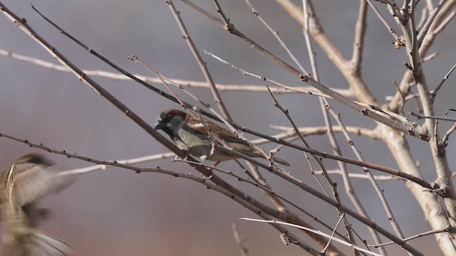 דרור הבית - ML647122967