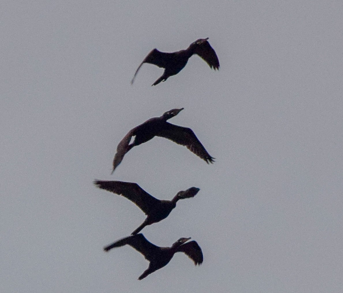 Neotropic Cormorant - ML647122975