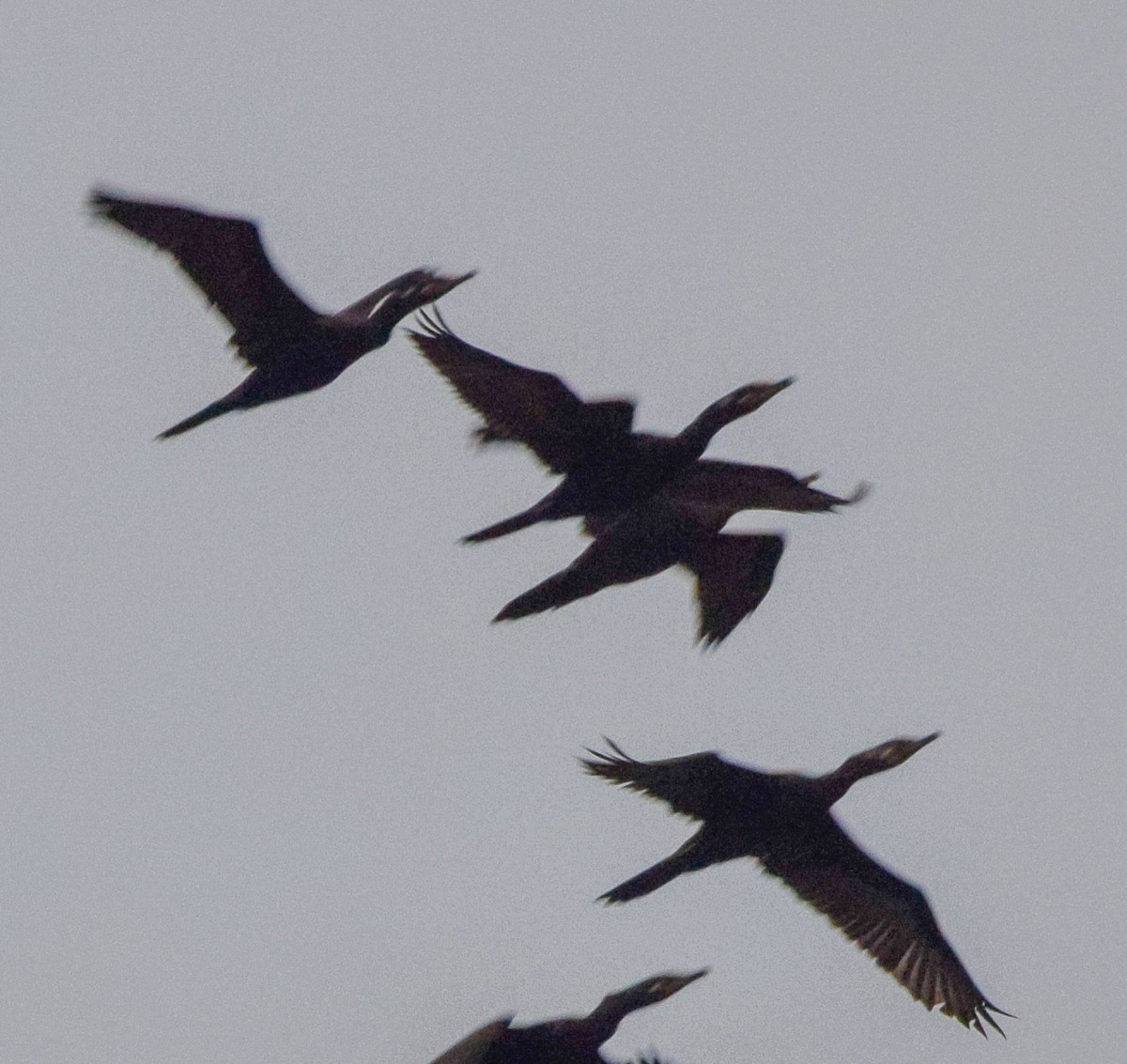 Neotropic Cormorant - ML647122976