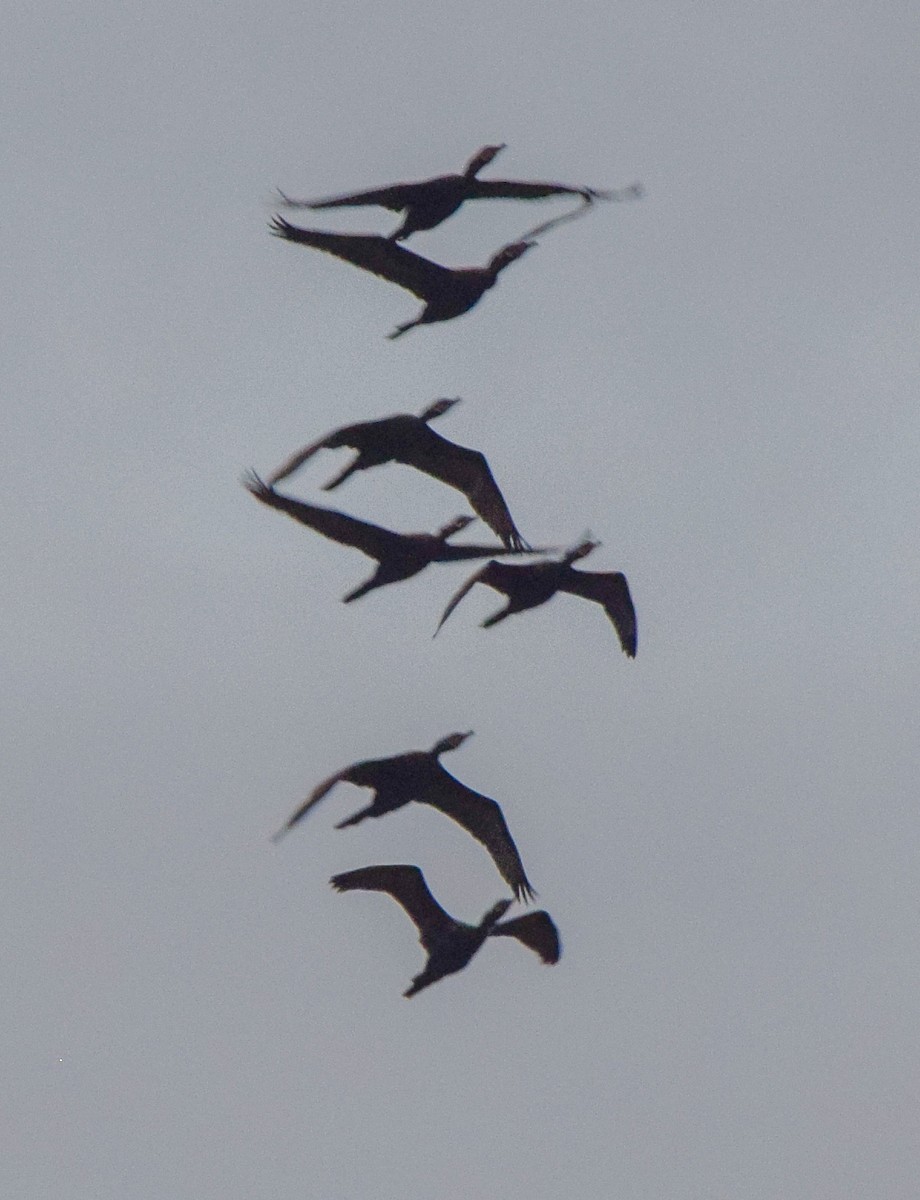 Neotropic Cormorant - ML647122977