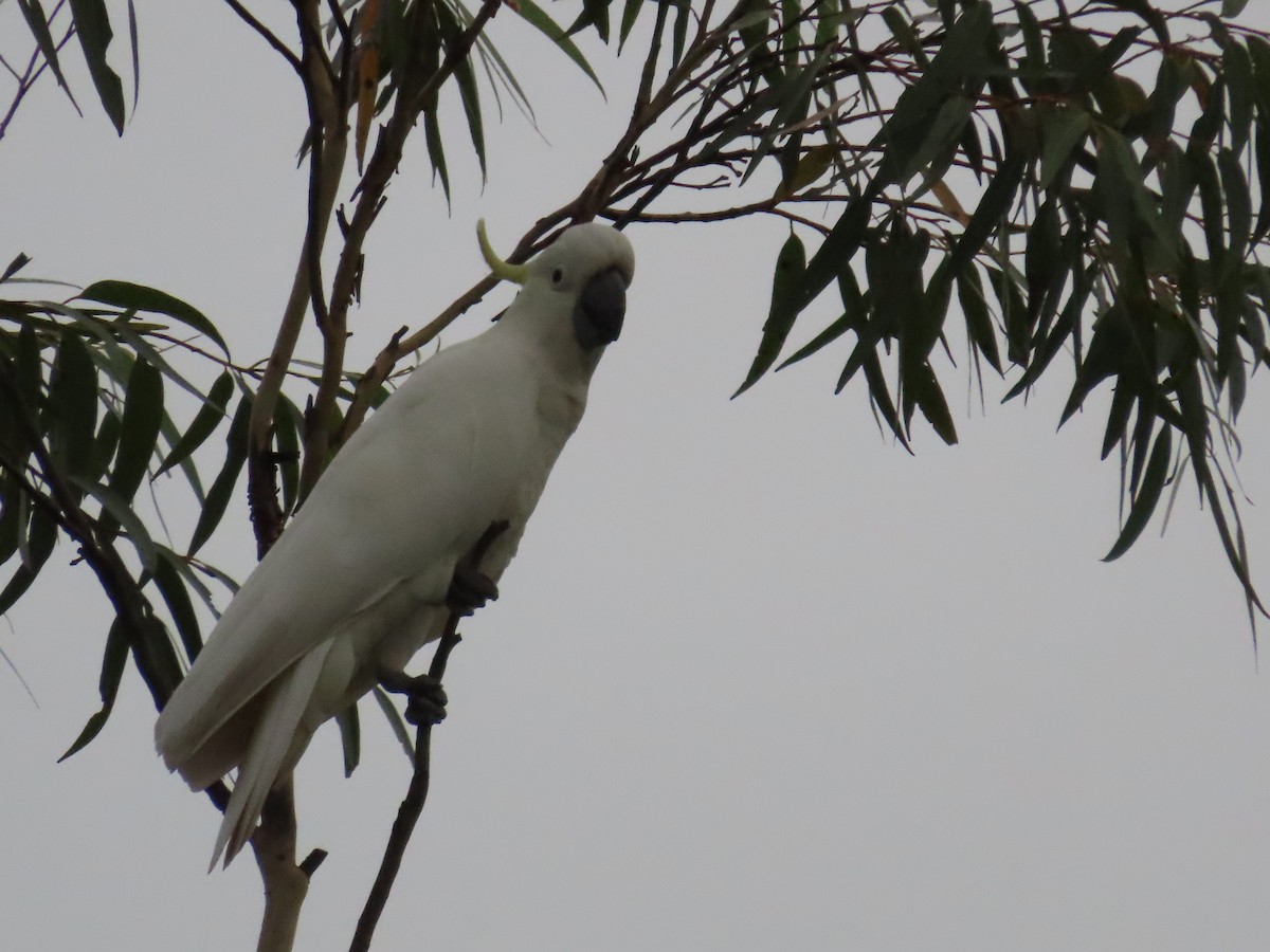 Какаду жовточубий - ML647122979