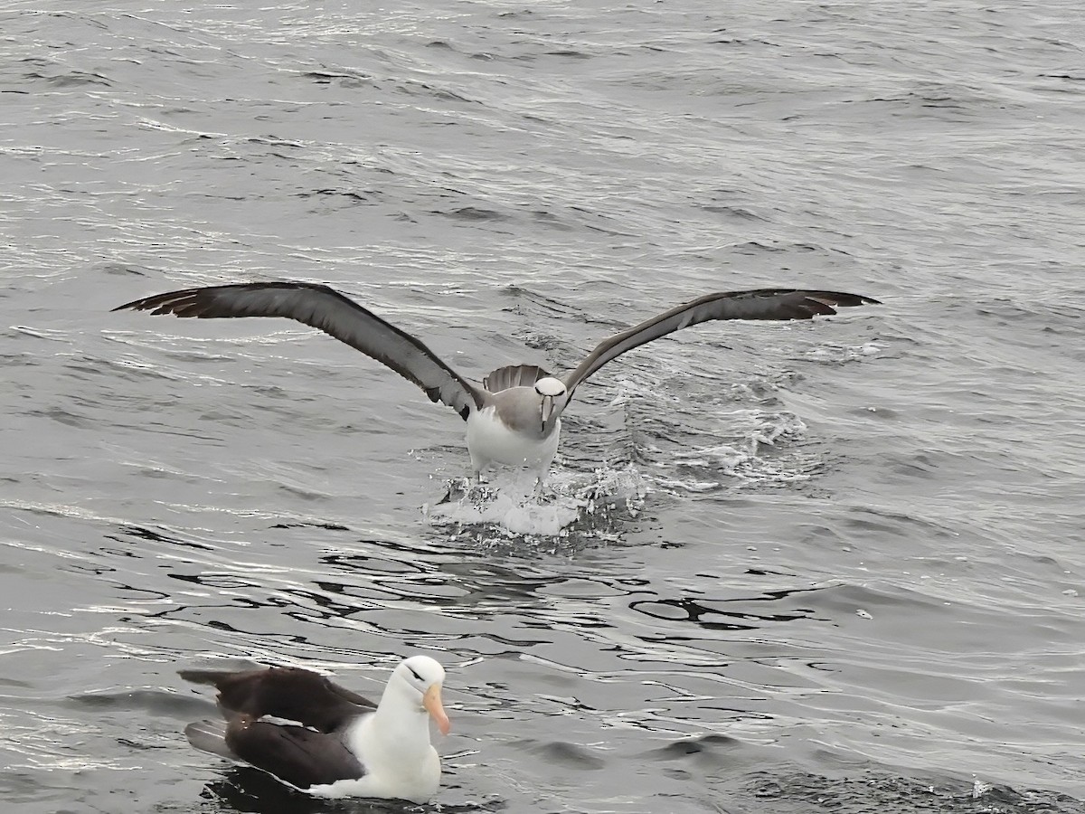 サルビンアホウドリ - ML647122980