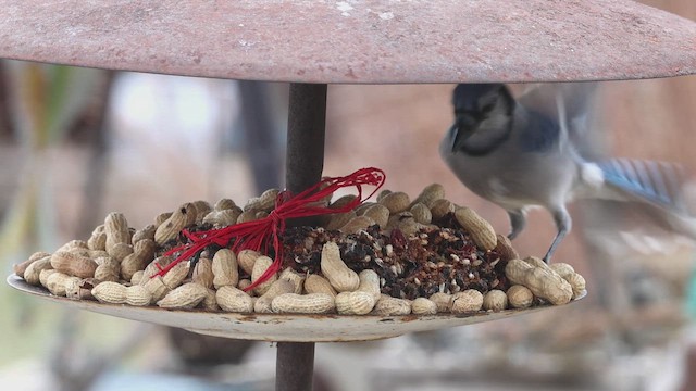 Blue Jay - ML647122986