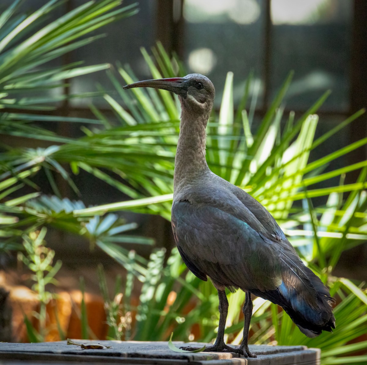 Хагедаш - ML647122992