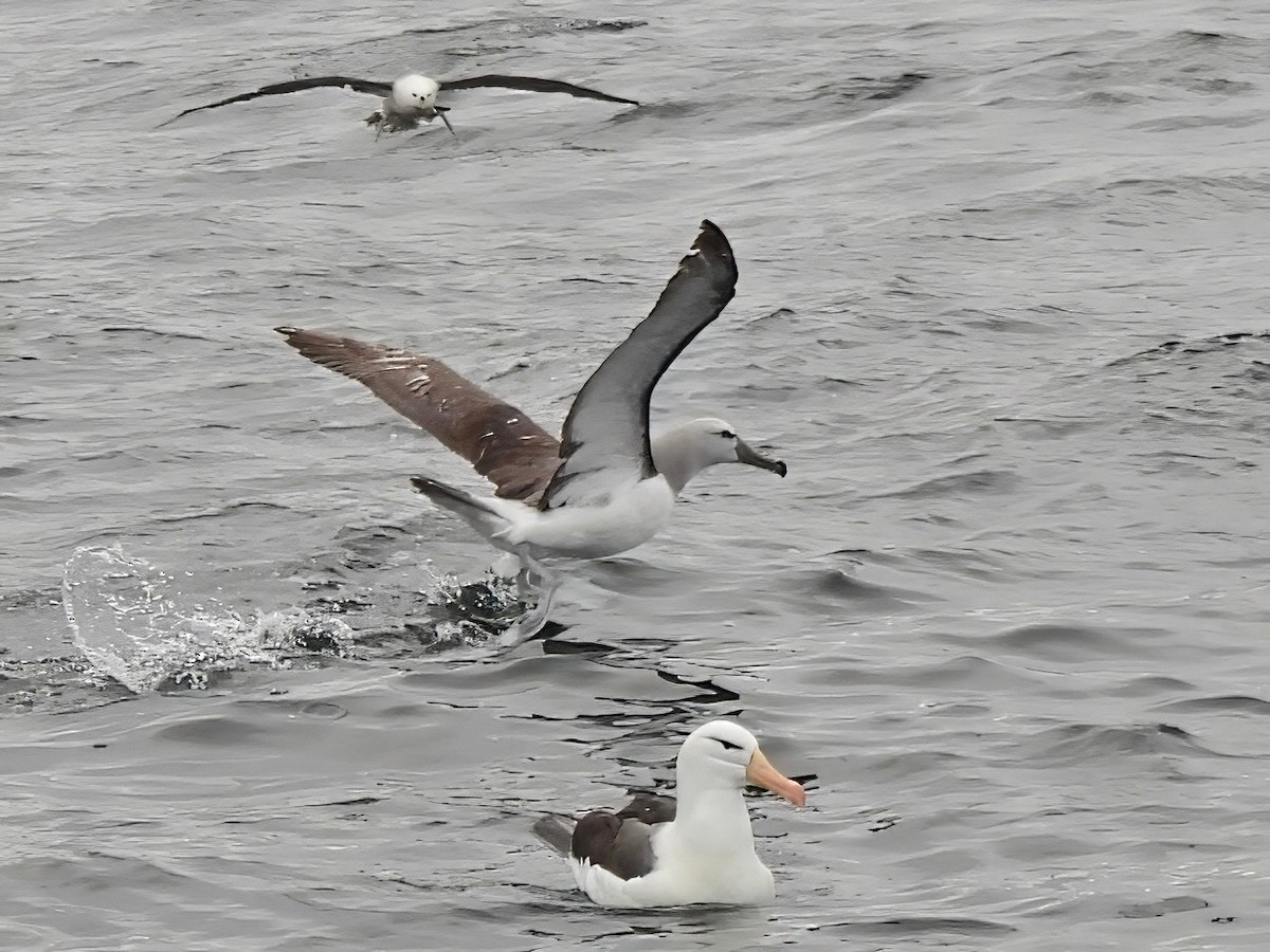 サルビンアホウドリ - ML647122994