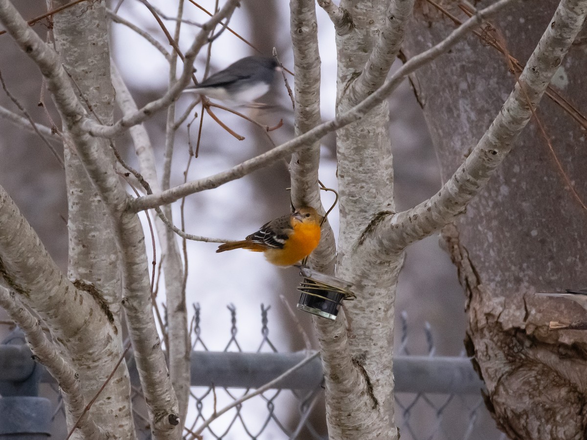 Балтиморский трупиал - ML647122996