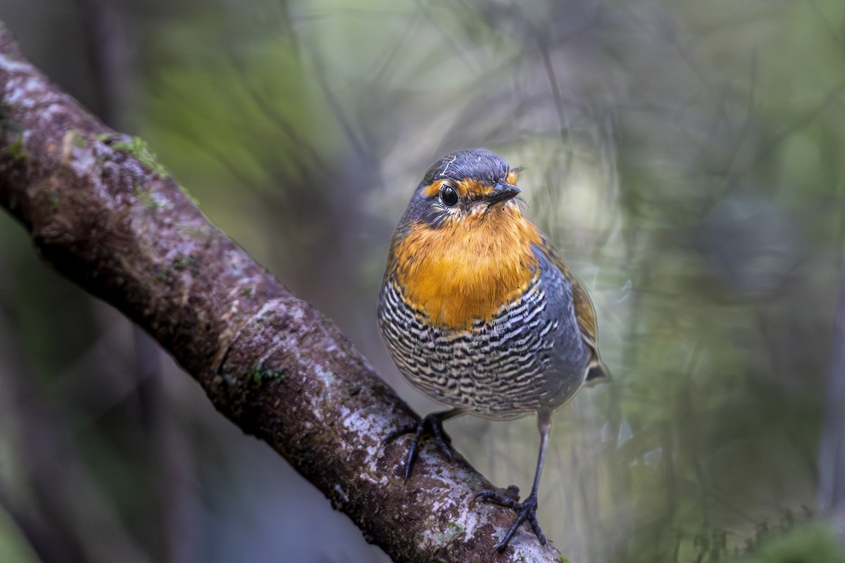 Chucao Tapaculo - ML647123003