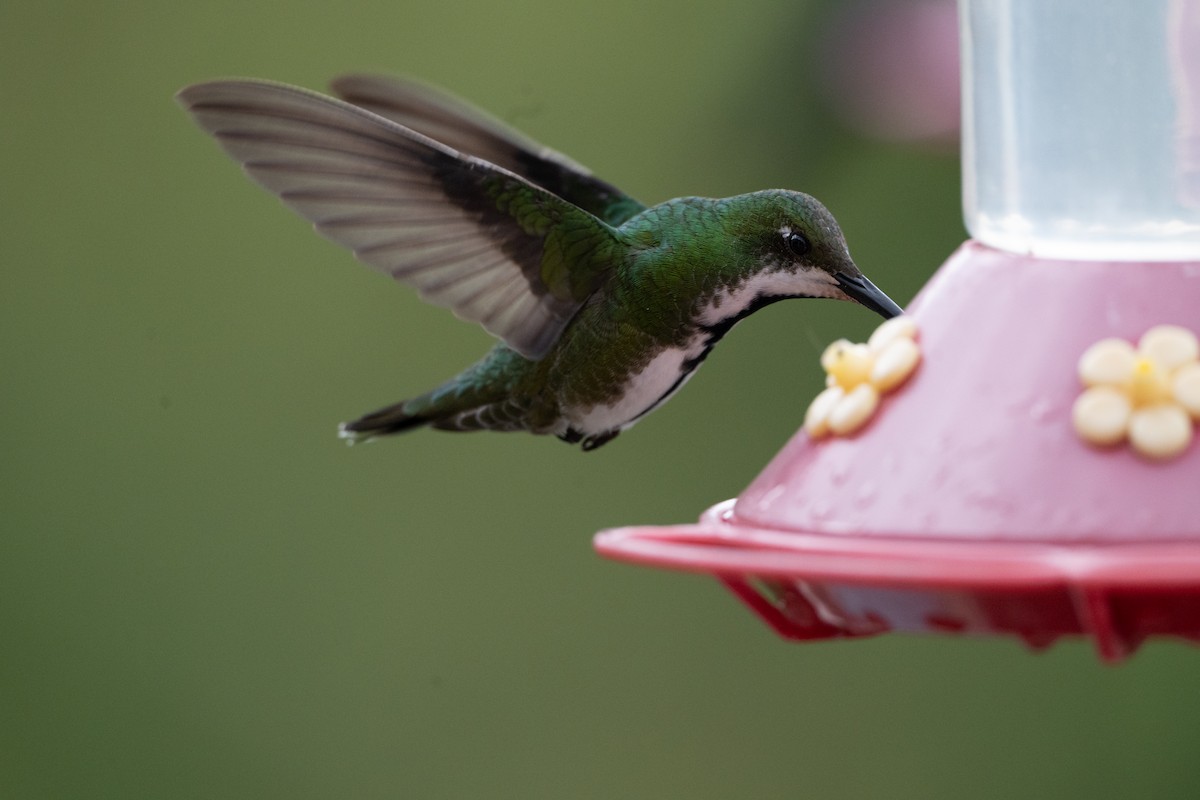 svartbrystmango - ML647123023