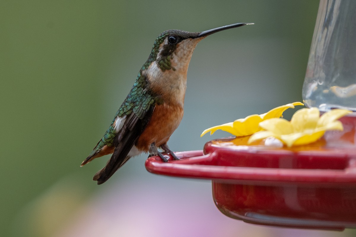 hvitbukkolibri - ML647123025