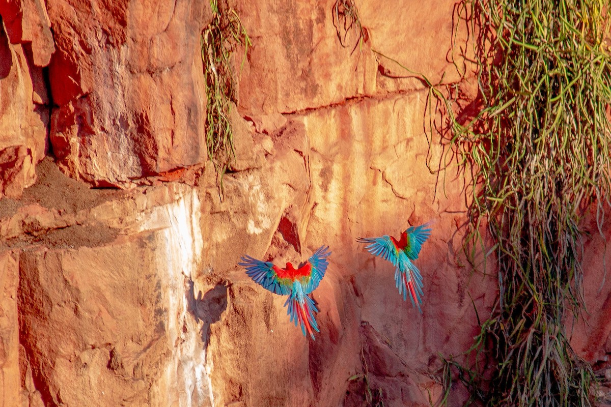 Red-and-green Macaw - ML647123039