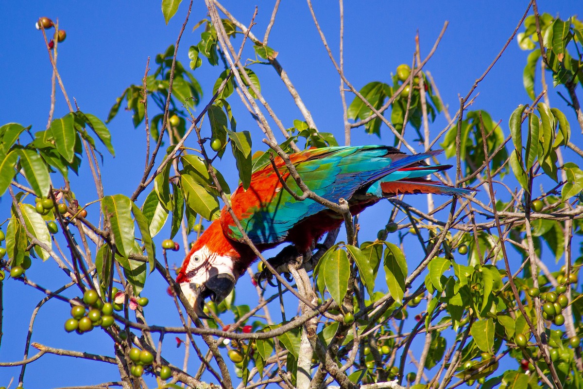 Red-and-green Macaw - ML647123040