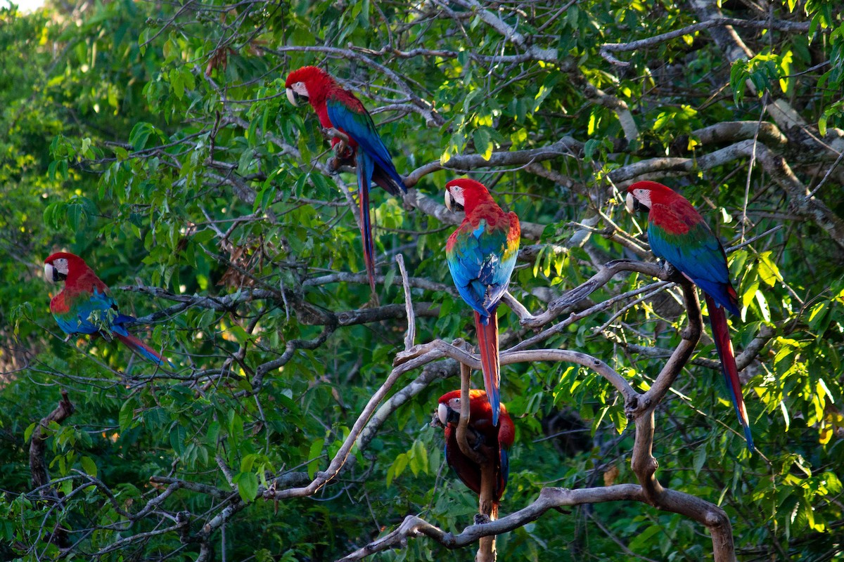 Red-and-green Macaw - ML647123041