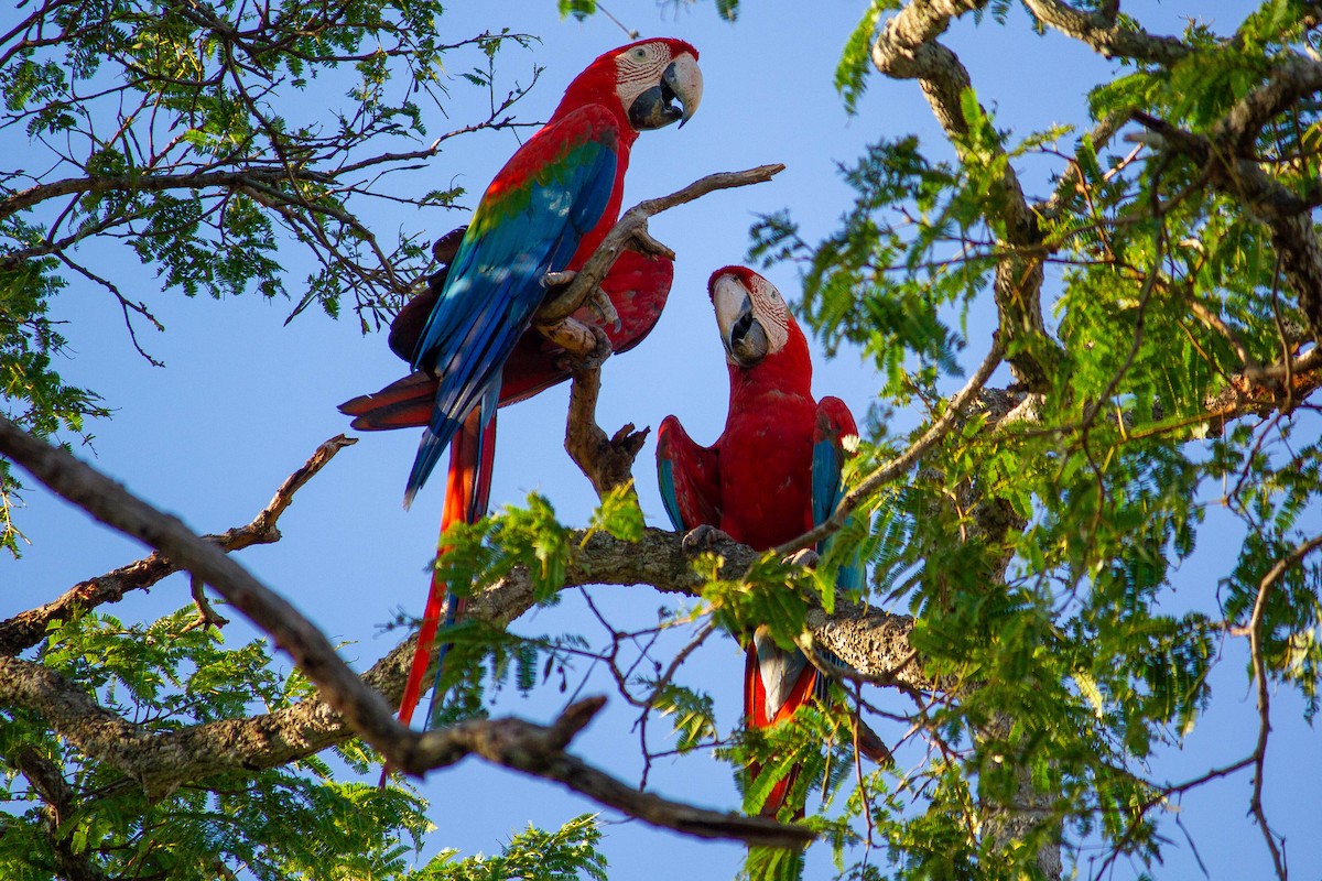 Red-and-green Macaw - ML647123042