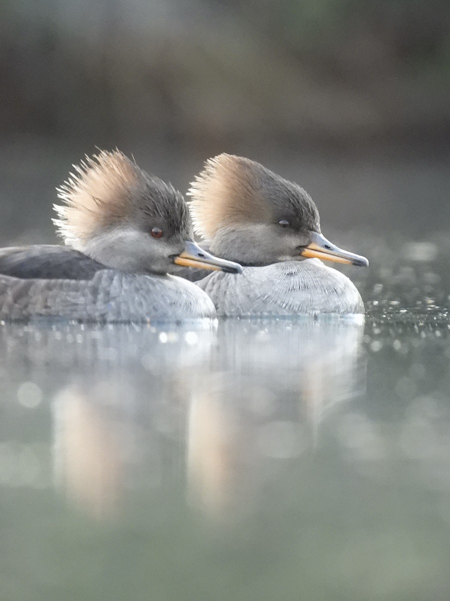 オウギアイサ - ML647123043