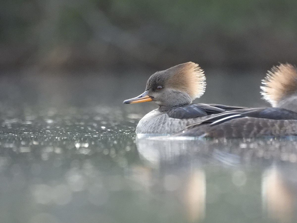 オウギアイサ - ML647123044