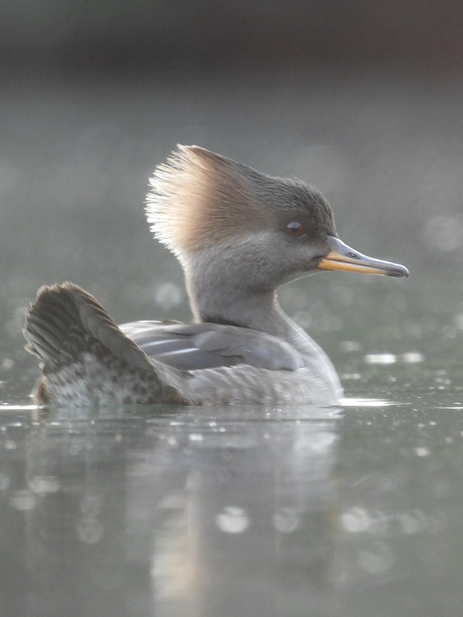 オウギアイサ - ML647123048