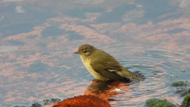 עלווית חורף - ML647123060