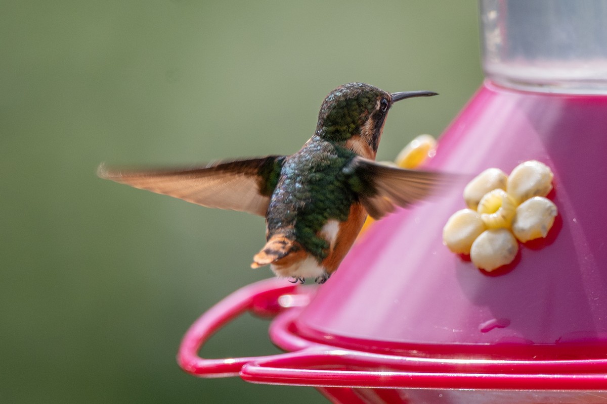 knøttkolibri - ML647123063