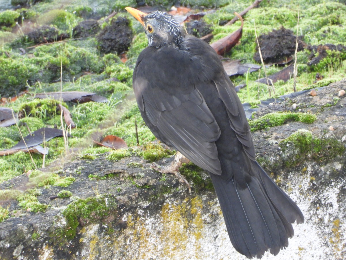 Eurasian Blackbird - ML647123072