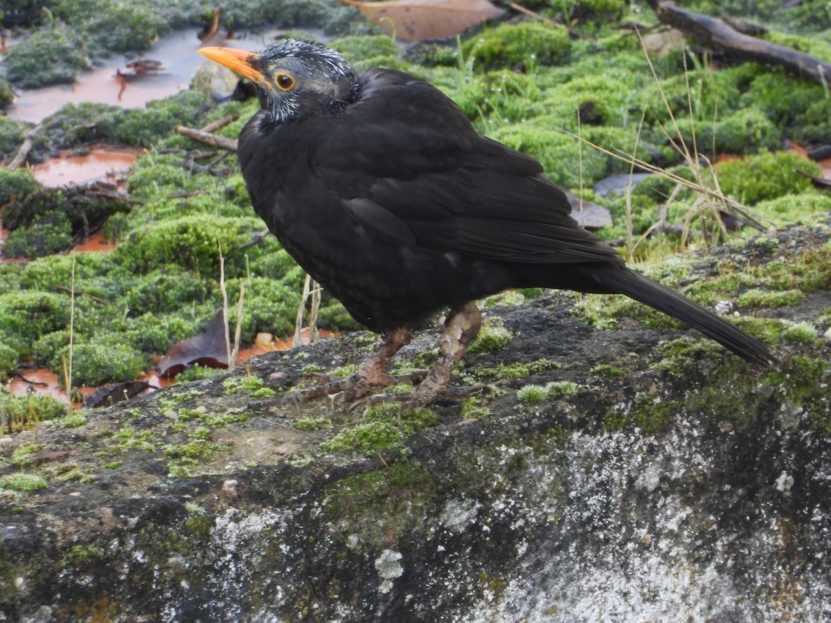 Eurasian Blackbird - ML647123073