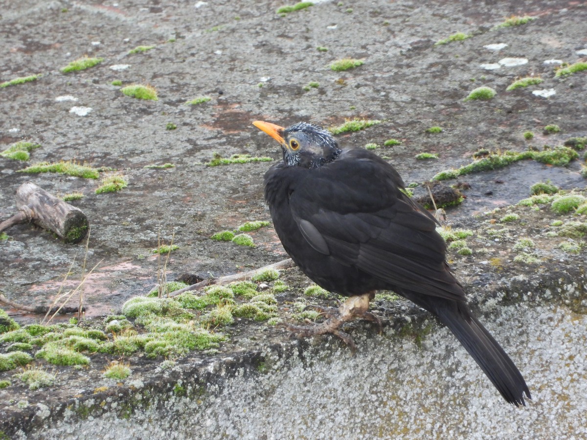 Eurasian Blackbird - ML647123074