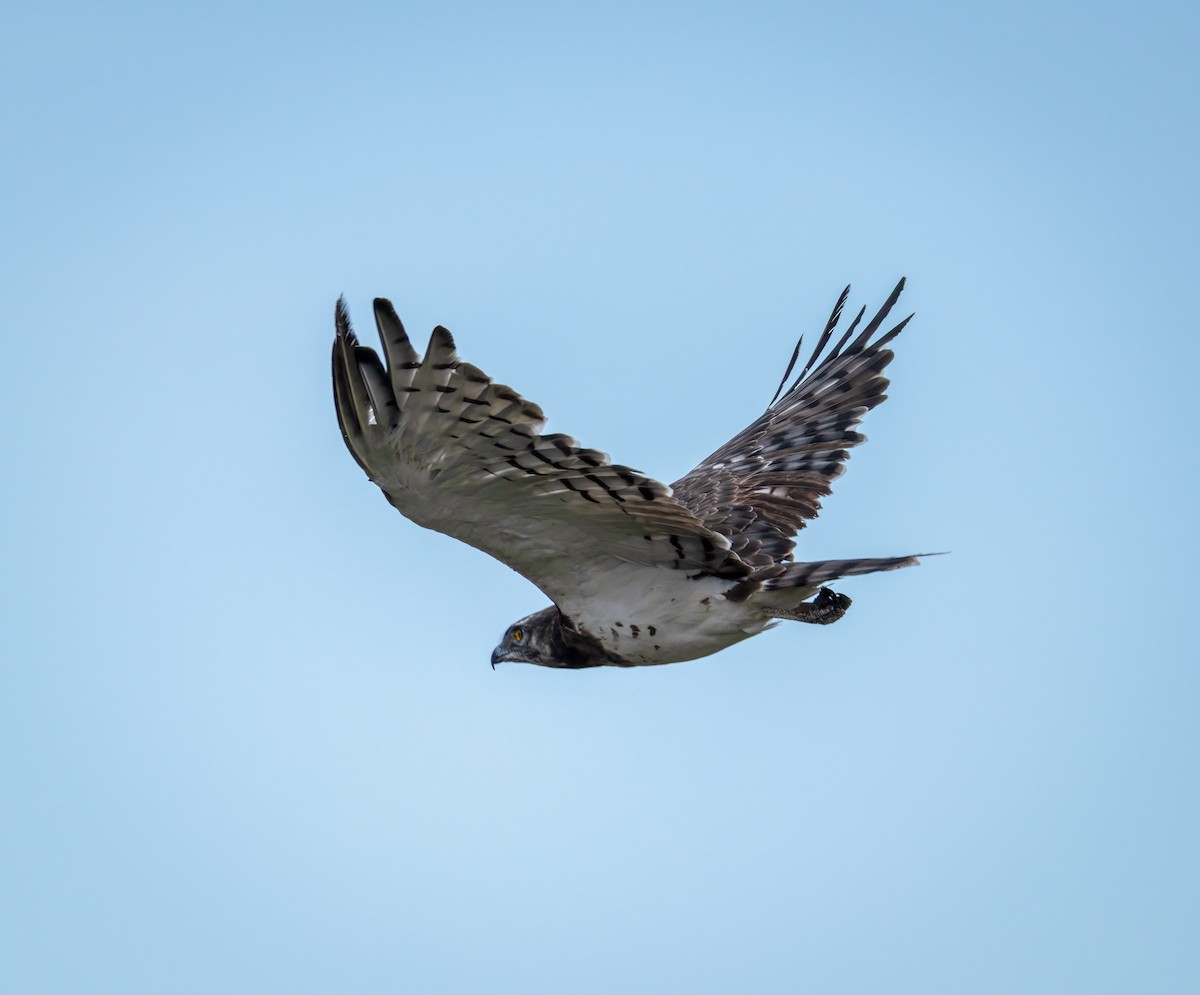 Змієїд чорноволий - ML647123083