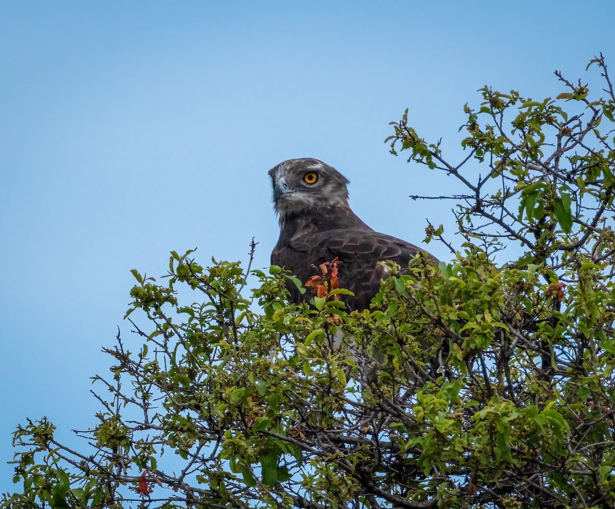 Змієїд чорноволий - ML647123088