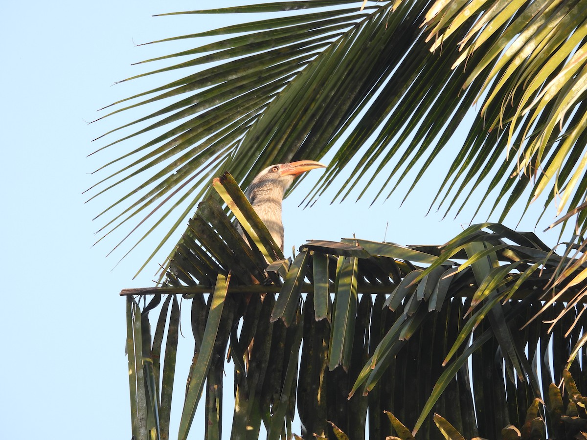 Malabar Gray Hornbill - ML647123095