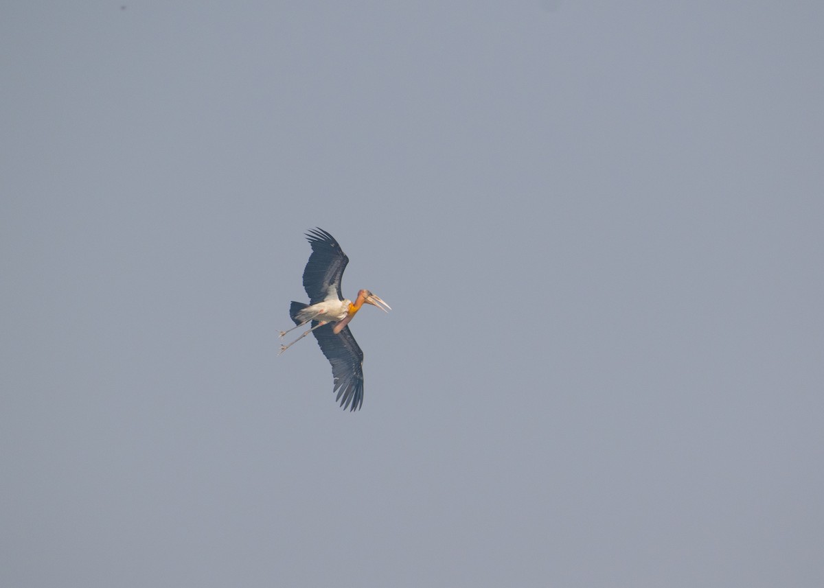 オオハゲコウ - ML647123098