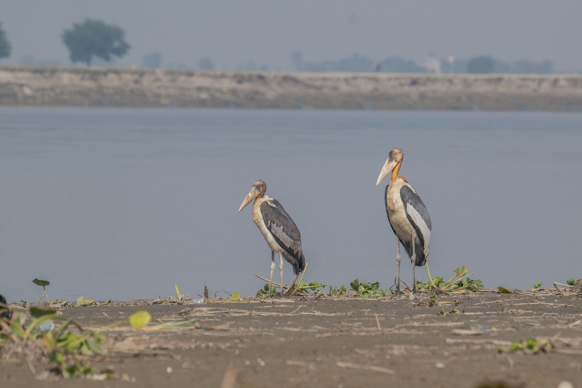 オオハゲコウ - ML647123099