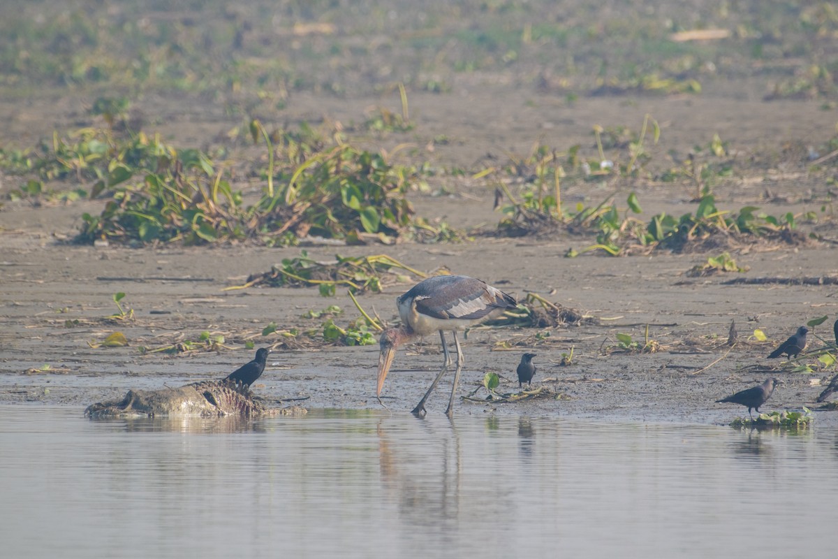 オオハゲコウ - ML647123100