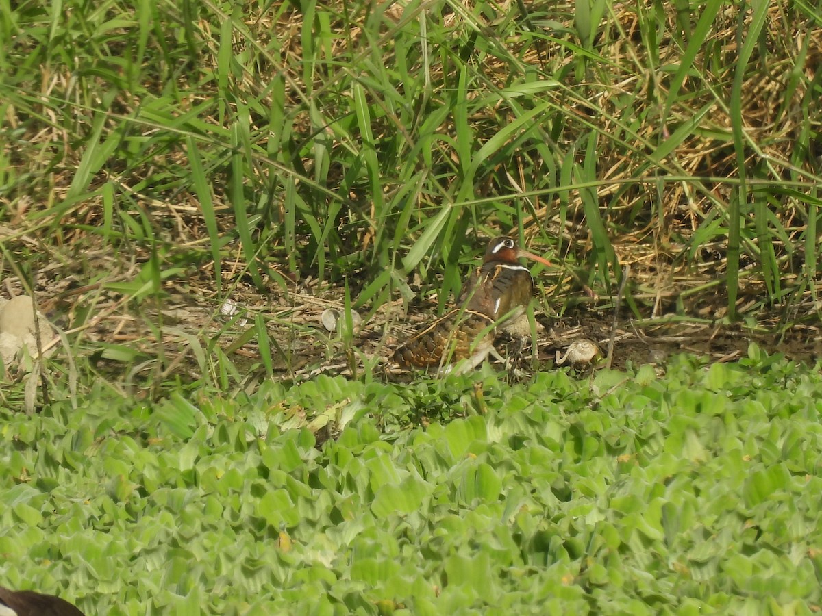 タマシギ - ML647123102