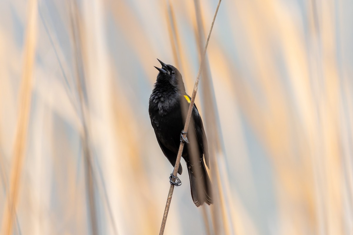 gulvingetrupial - ML647123103