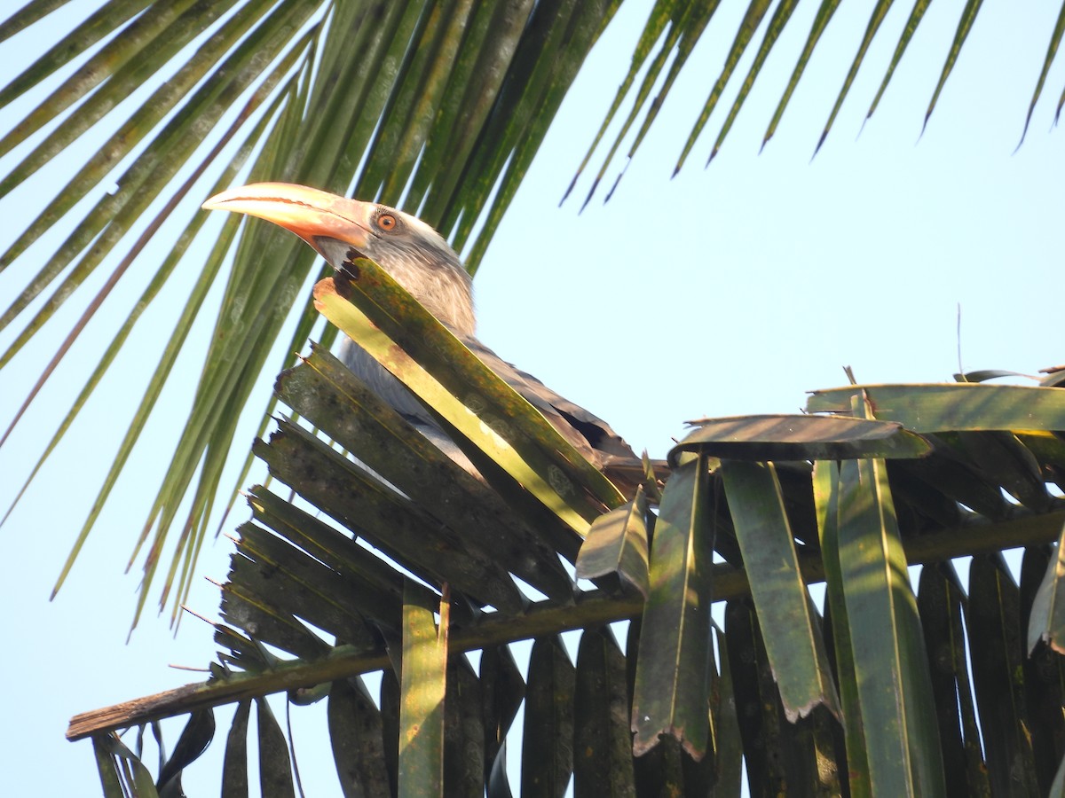 Malabar Gray Hornbill - ML647123104