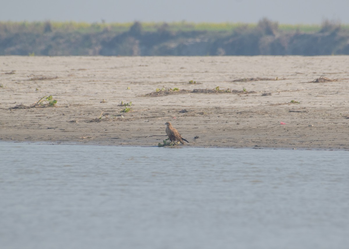 Kızıl Şahin - ML647123112