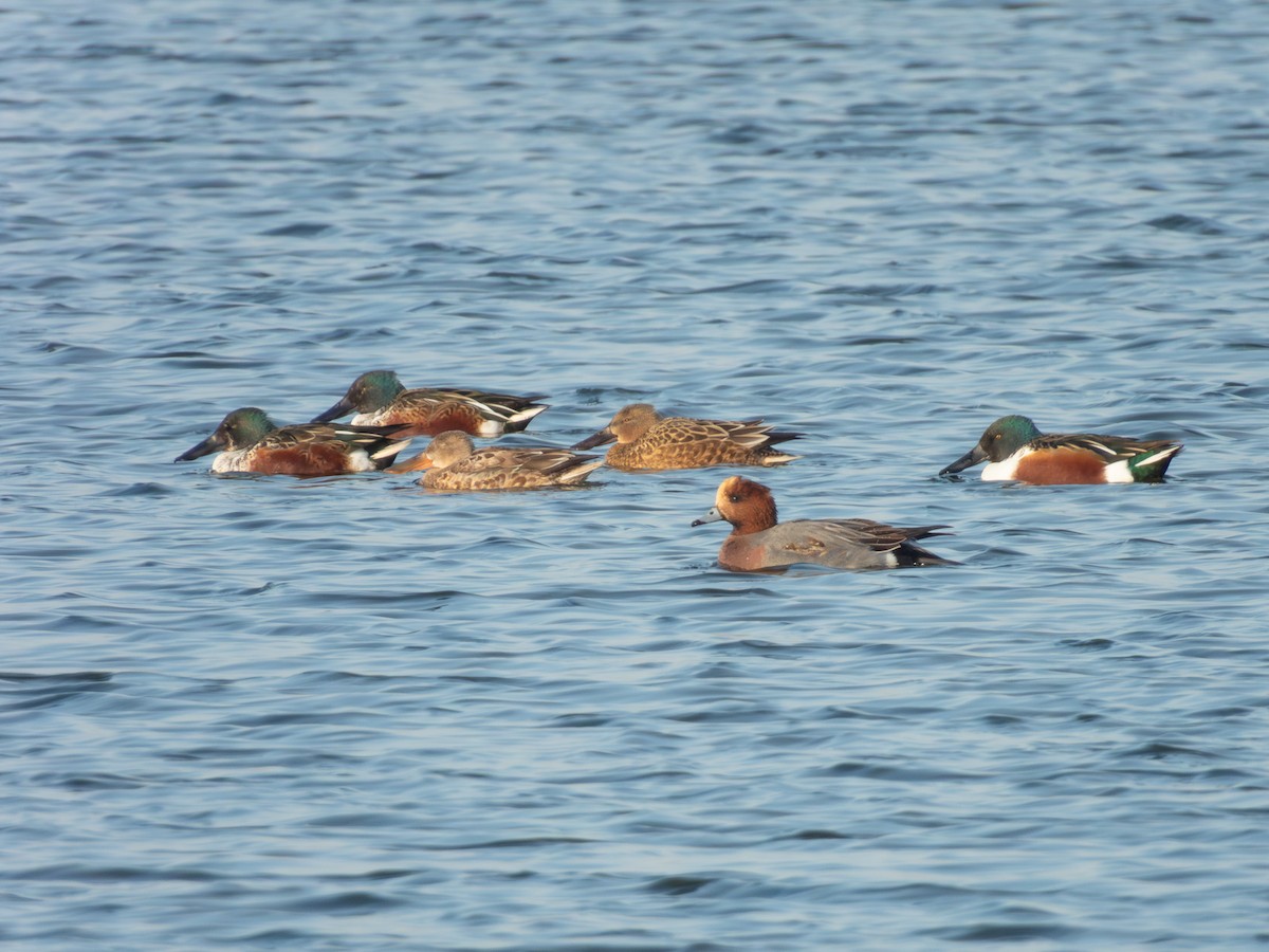 Eurasian Wigeon - ML647123114