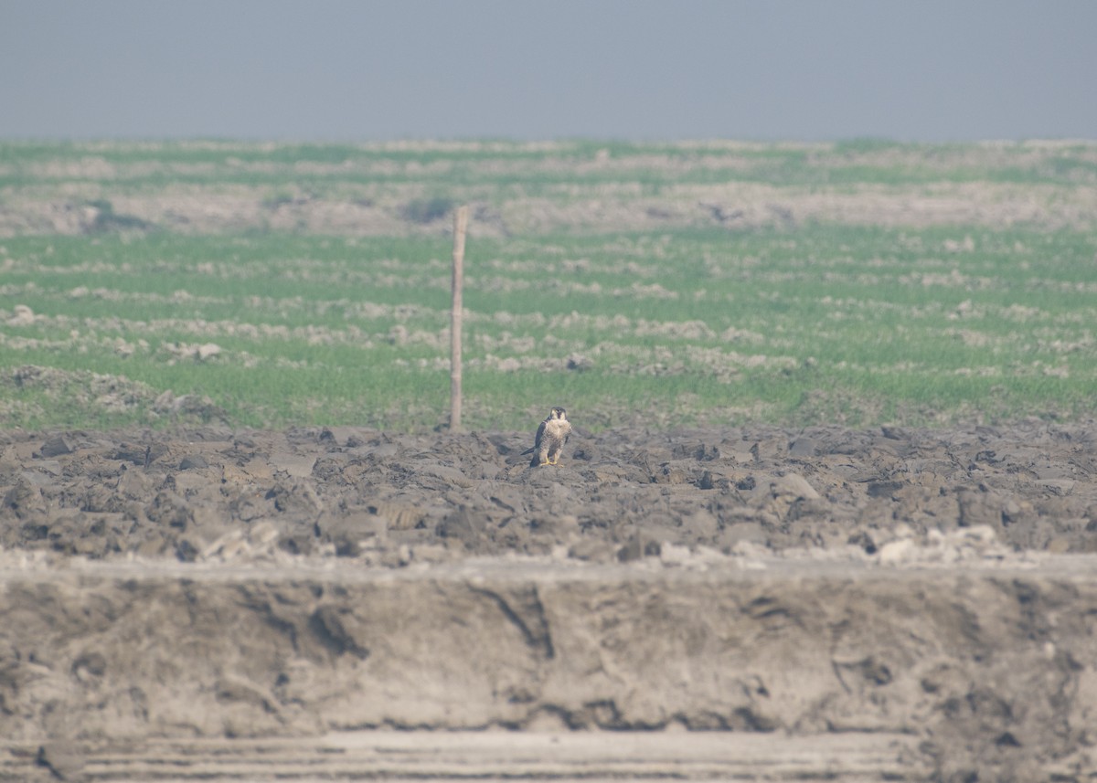 遊隼 - ML647123117