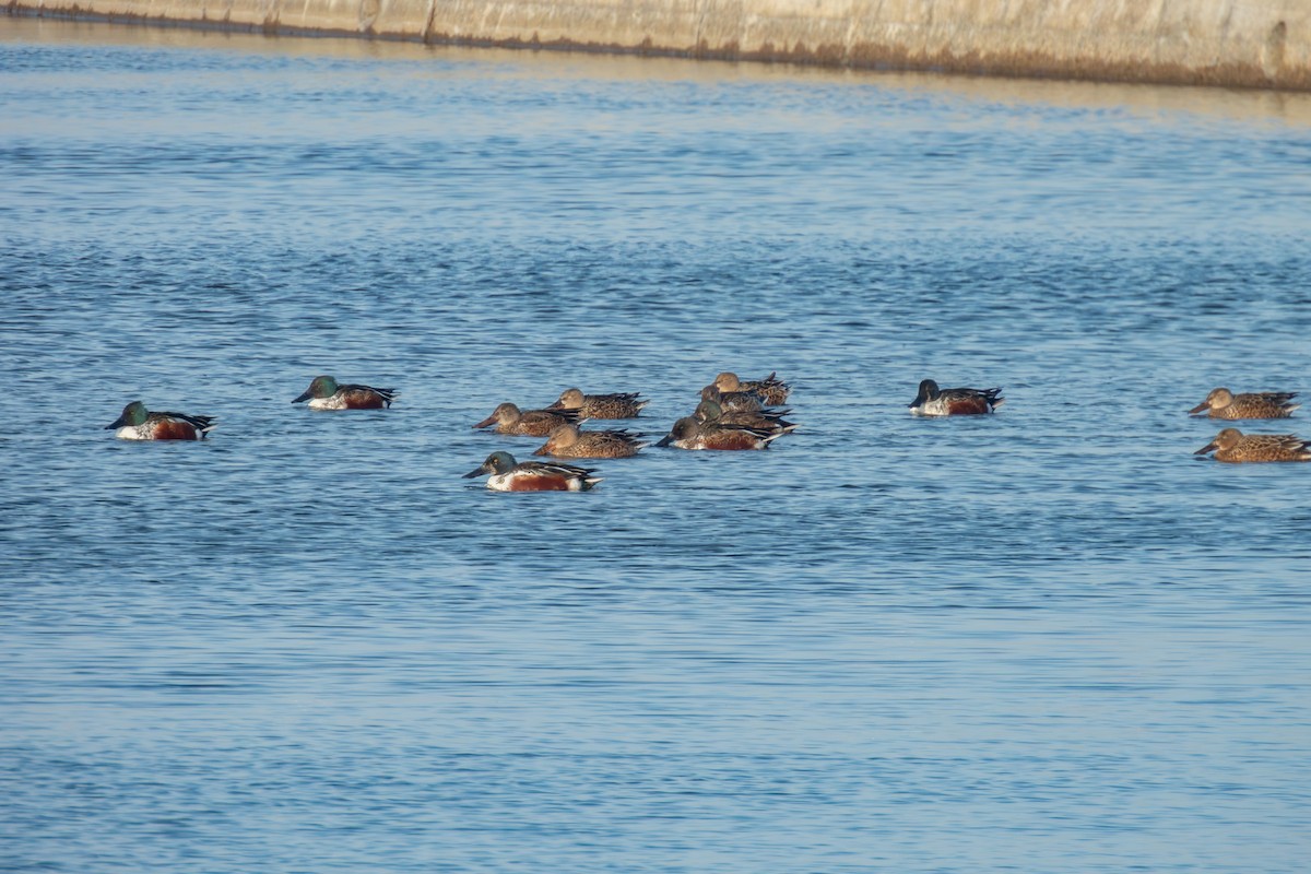 Northern Shoveler - ML647123119