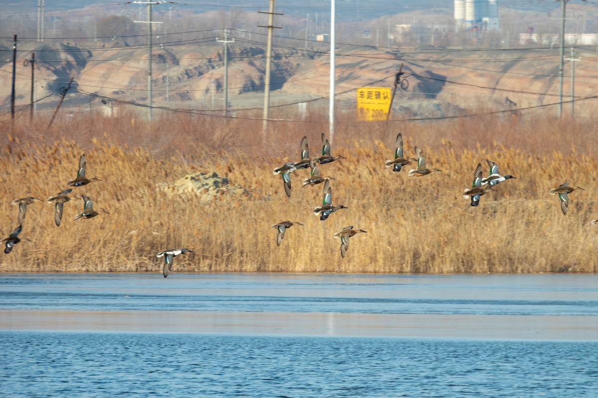 Northern Shoveler - ML647123120
