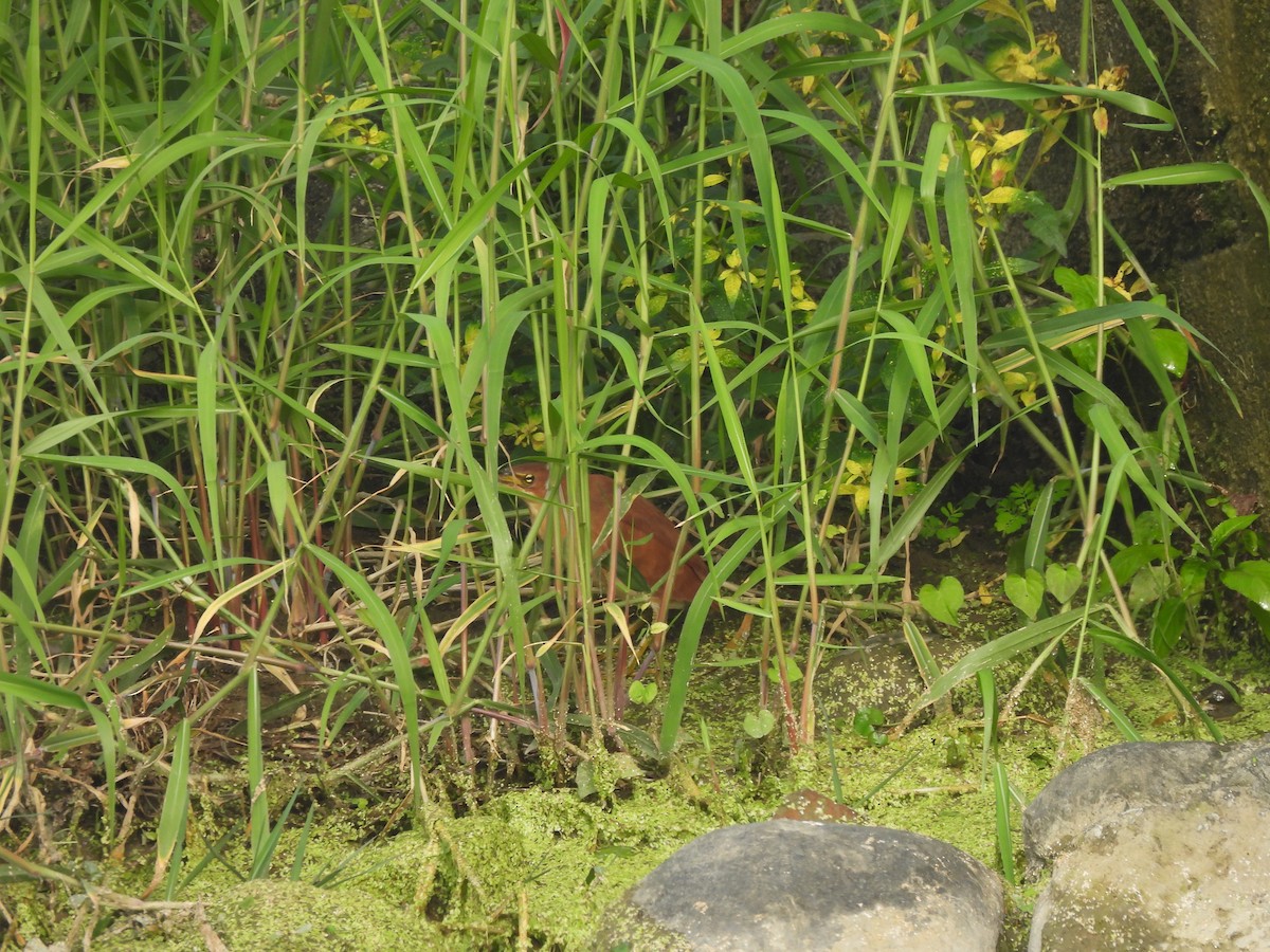 リュウキュウヨシゴイ - ML647123124