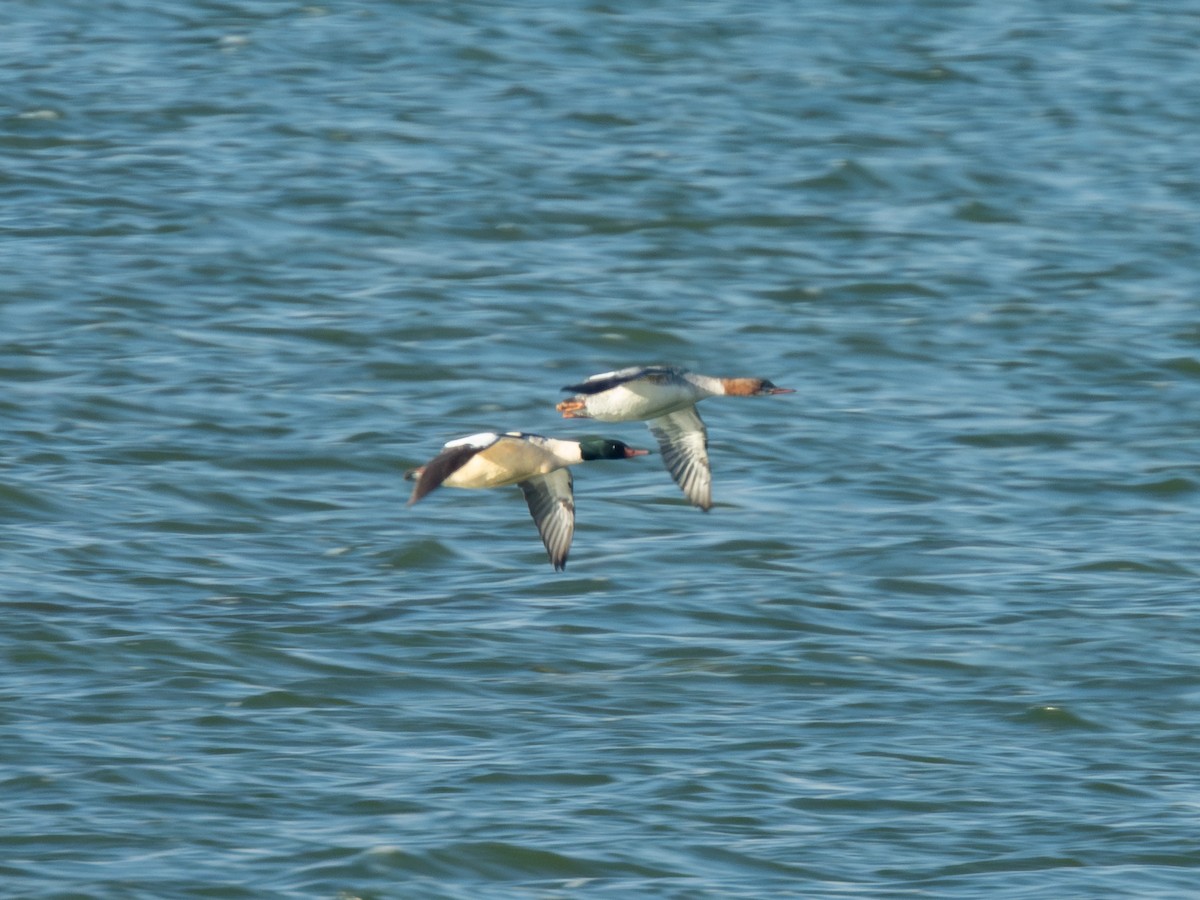 Common Merganser - ML647123126