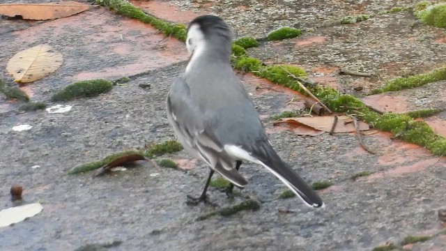 נחליאלי לבן - ML647123129
