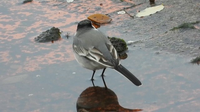 נחליאלי לבן - ML647123130