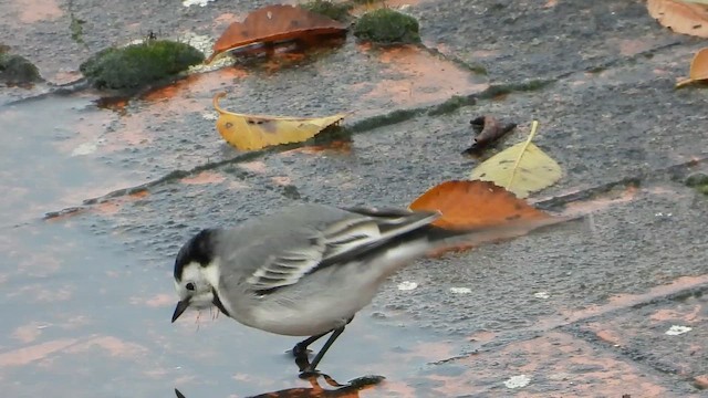נחליאלי לבן - ML647123131