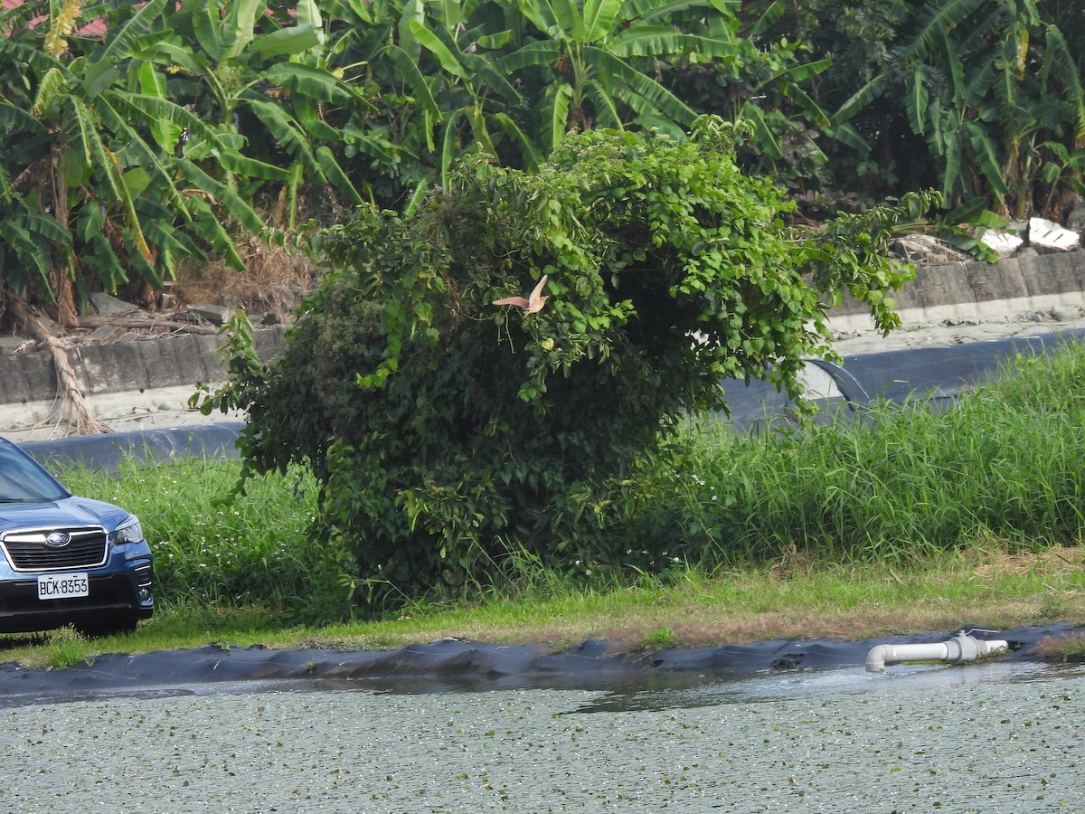 リュウキュウヨシゴイ - ML647123135