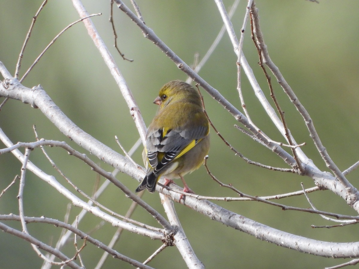 European Greenfinch - ML647123146