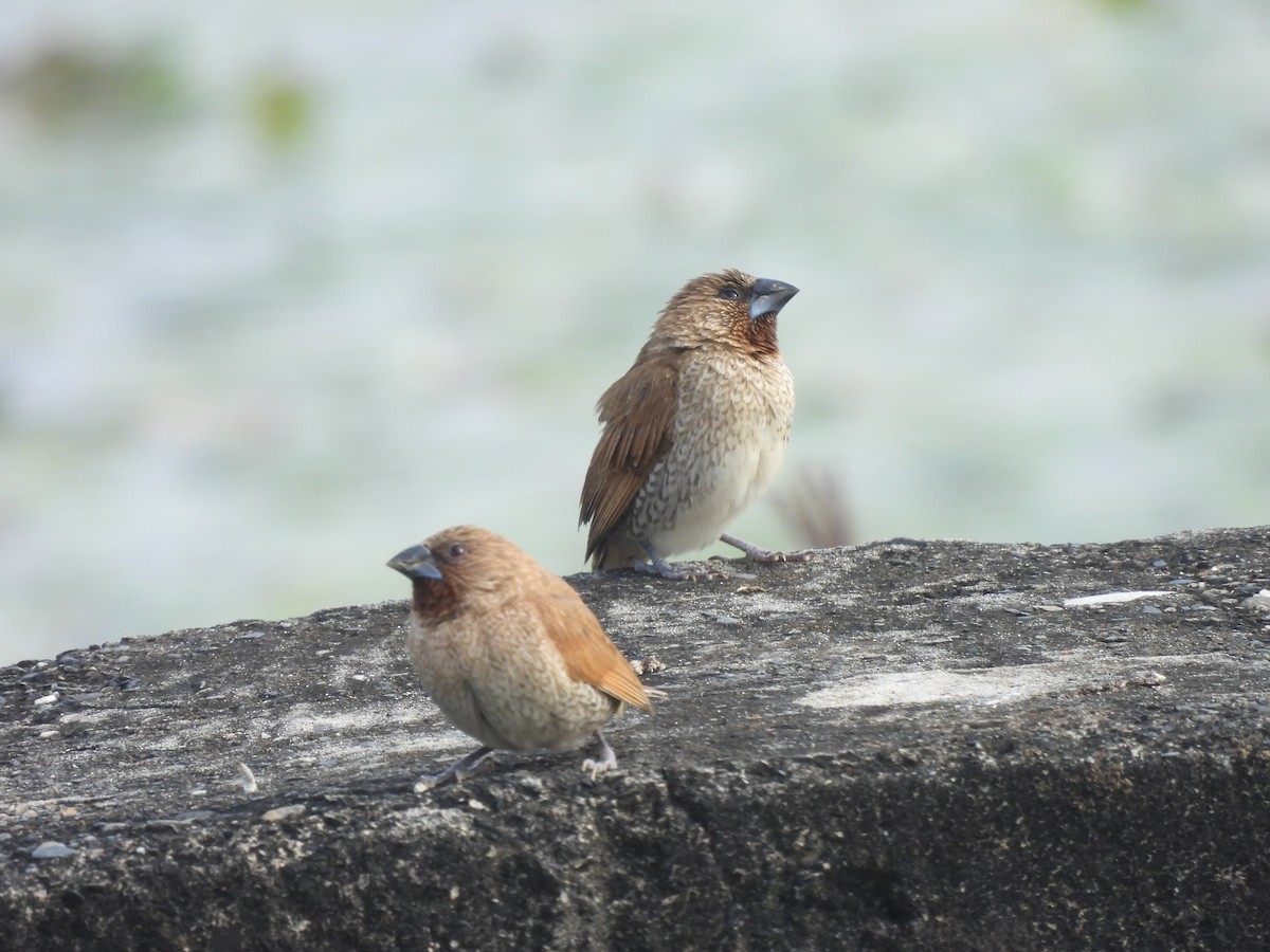 シマキンパラ - ML647123149