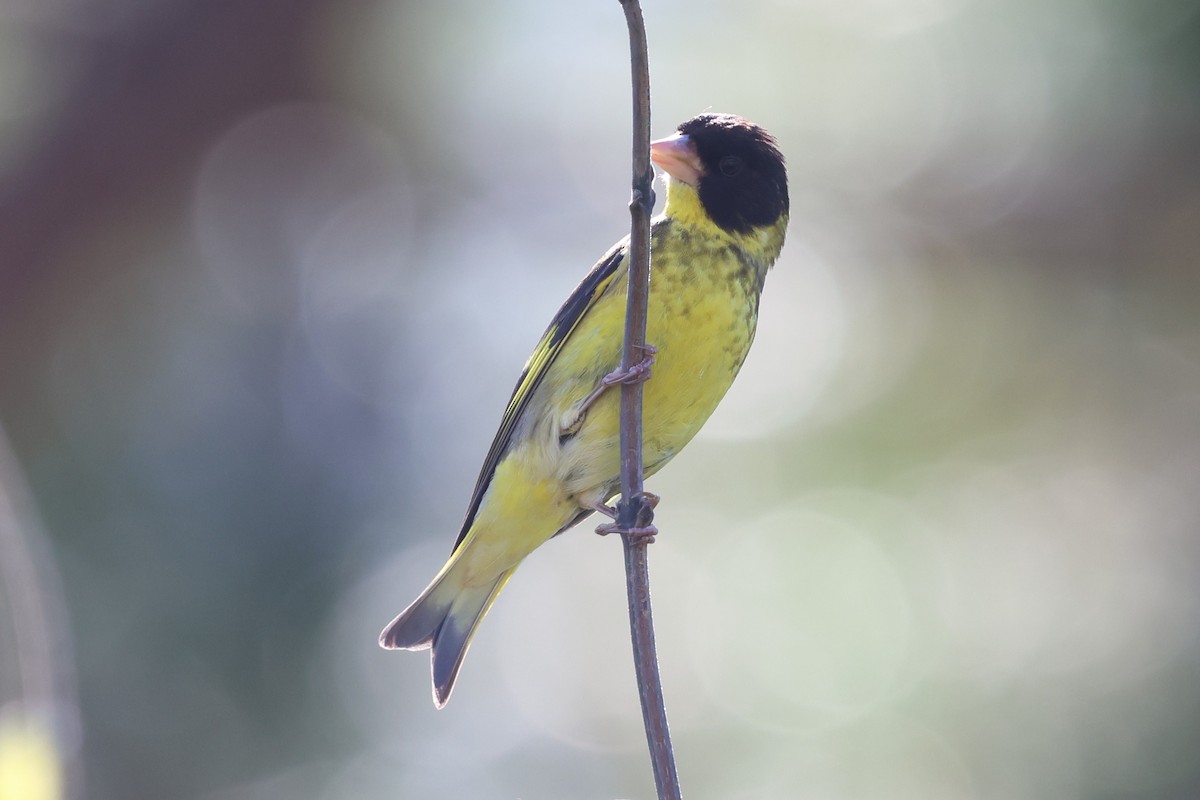 Vietnamese Greenfinch - ML647123150