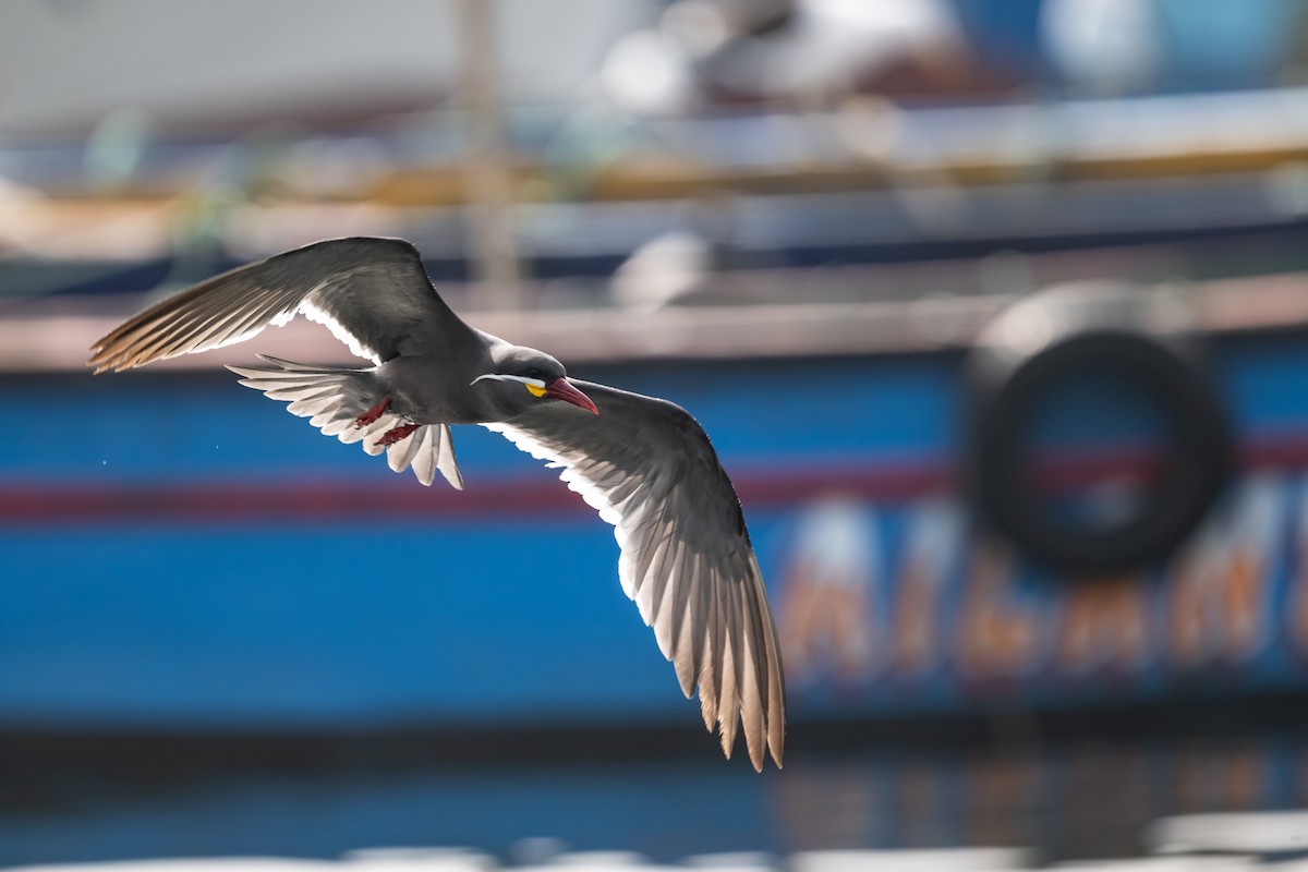 Inca Tern - ML647123156